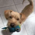 Chico