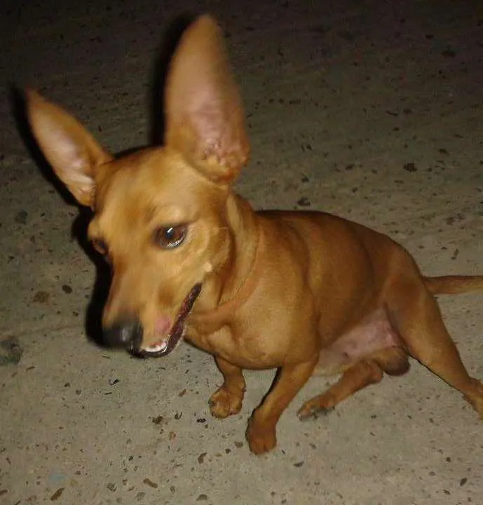 Cachorro ra a Pinscher idade 4 anos nome RAASHID