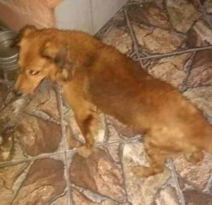 Cachorro raça Misturado idade 6 ou mais anos nome Simba
