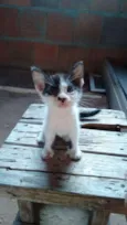 Oliver