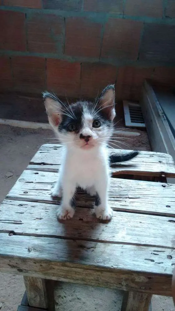 Gato ra a Sem raça definida idade Abaixo de 2 meses nome Oliver
