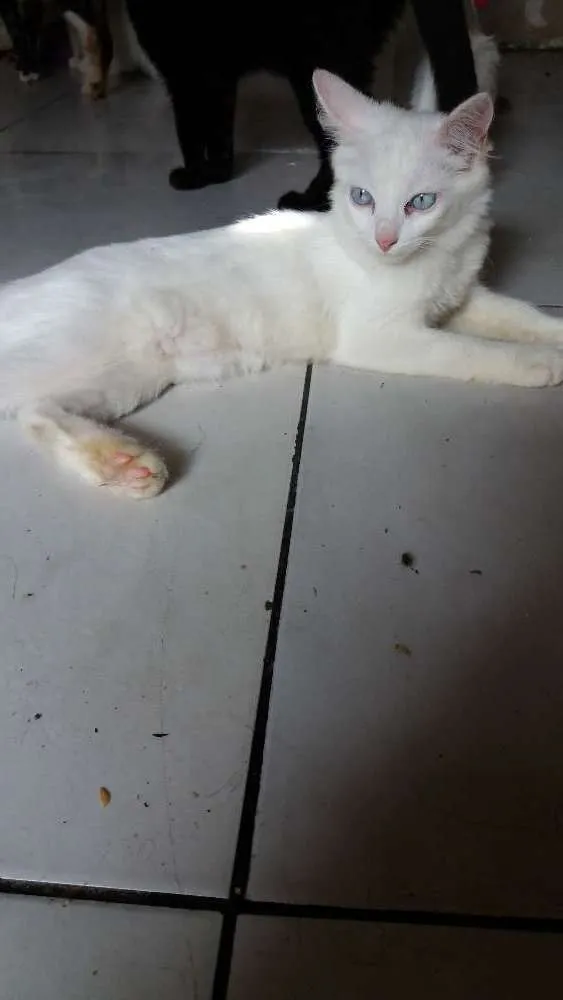Gato ra a SRD idade 2 a 6 meses nome Sem nome