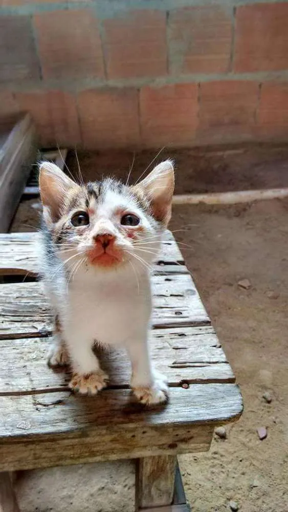 Cachorro ra a Sem raça definida idade Abaixo de 2 meses nome Lara