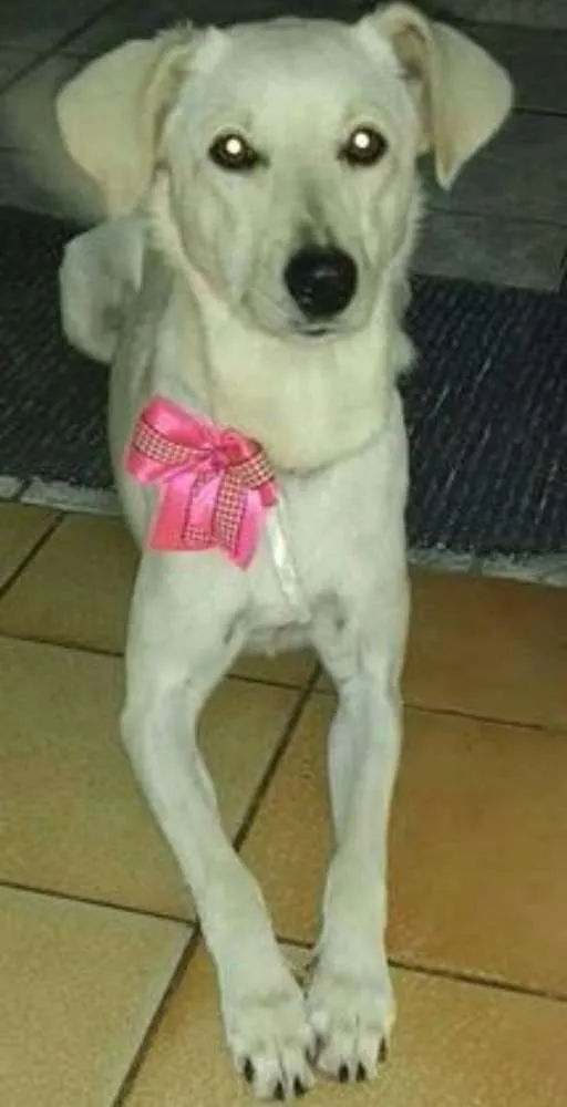 Cachorro ra a SRD idade 1 ano nome Arunna