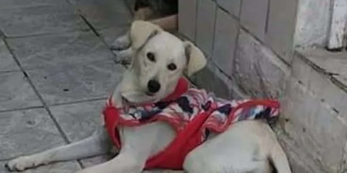 Cachorro ra a SRD idade 1 ano nome Arunna
