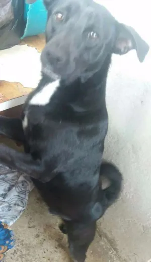 Cachorro raça SRD idade 7 a 11 meses nome Negão