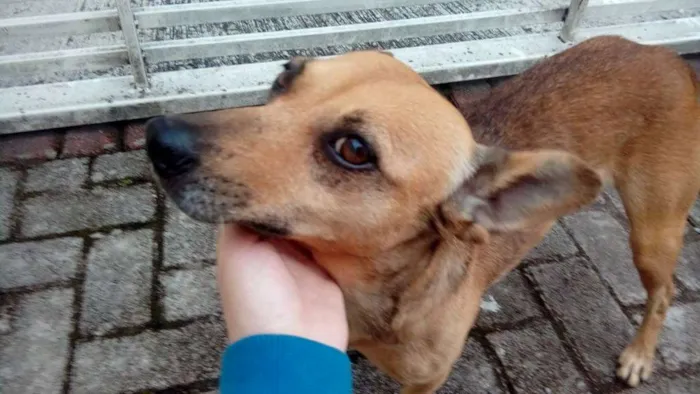 Cachorro ra a srd idade 2 anos nome Milla