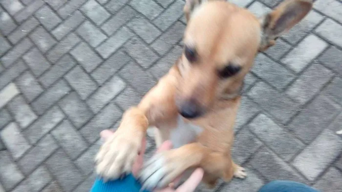Cachorro ra a srd idade 2 anos nome Milla