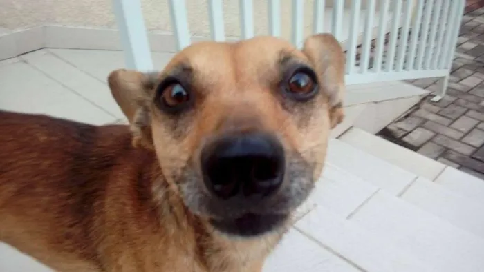 Cachorro ra a srd idade 2 anos nome Milla