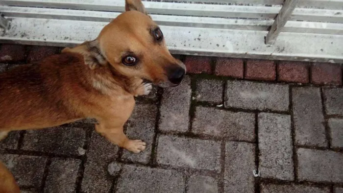 Cachorro ra a srd idade 2 anos nome Milla