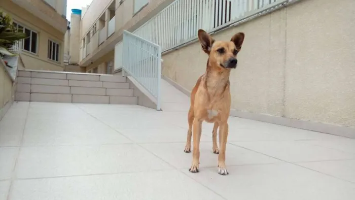 Cachorro ra a srd idade 2 anos nome Milla