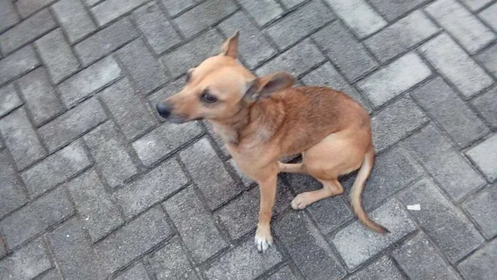 Cachorro ra a srd idade 2 anos nome Milla