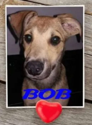 Cachorro raça SRD idade 2 a 6 meses nome Bob