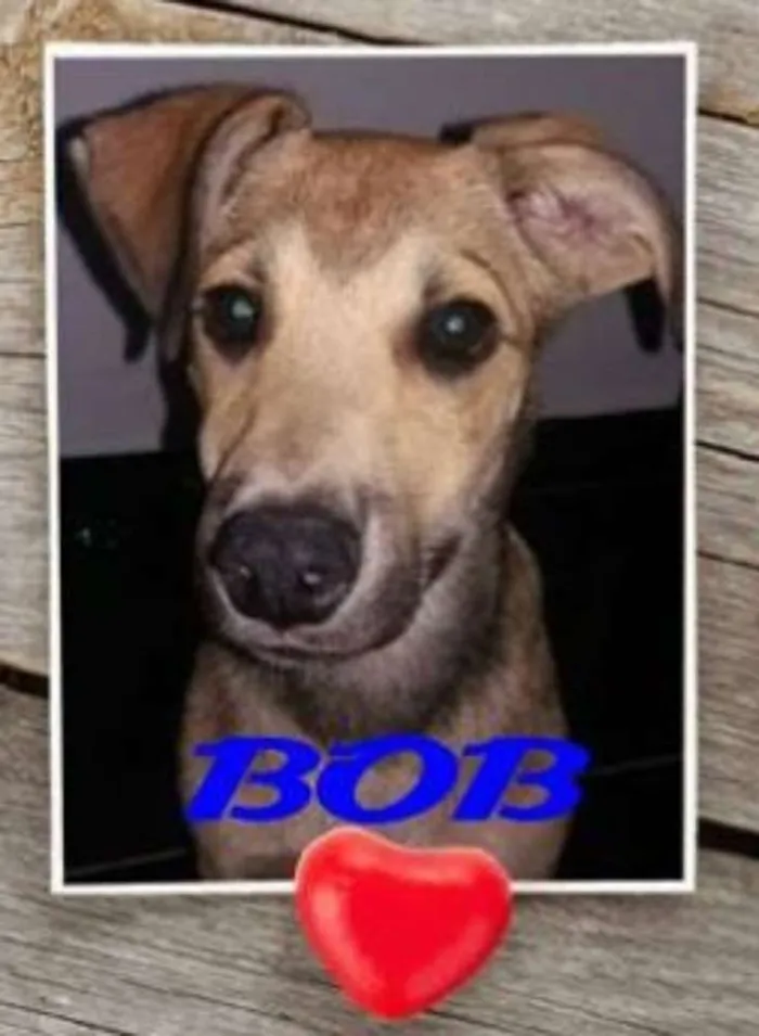 Cachorro ra a SRD idade 2 a 6 meses nome Bob