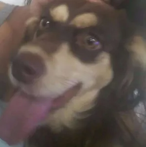 Cachorro raça mestiça de cocker idade 2 a 6 meses nome Sabrina