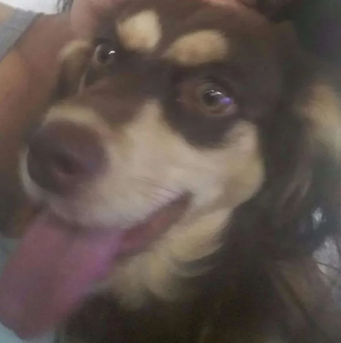 Cachorro ra a mestiça de cocker idade 2 a 6 meses nome Sabrina