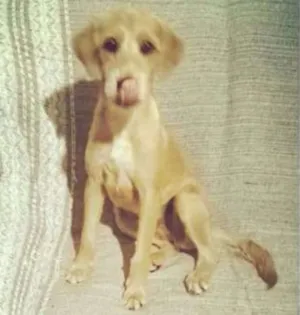 Cachorro raça SRD idade 1 ano nome Filó