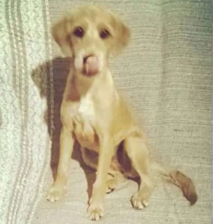 Cachorro ra a SRD idade 1 ano nome Filó