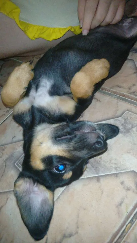 Cachorro ra a Vira-lata idade 2 a 6 meses nome Sem nome.