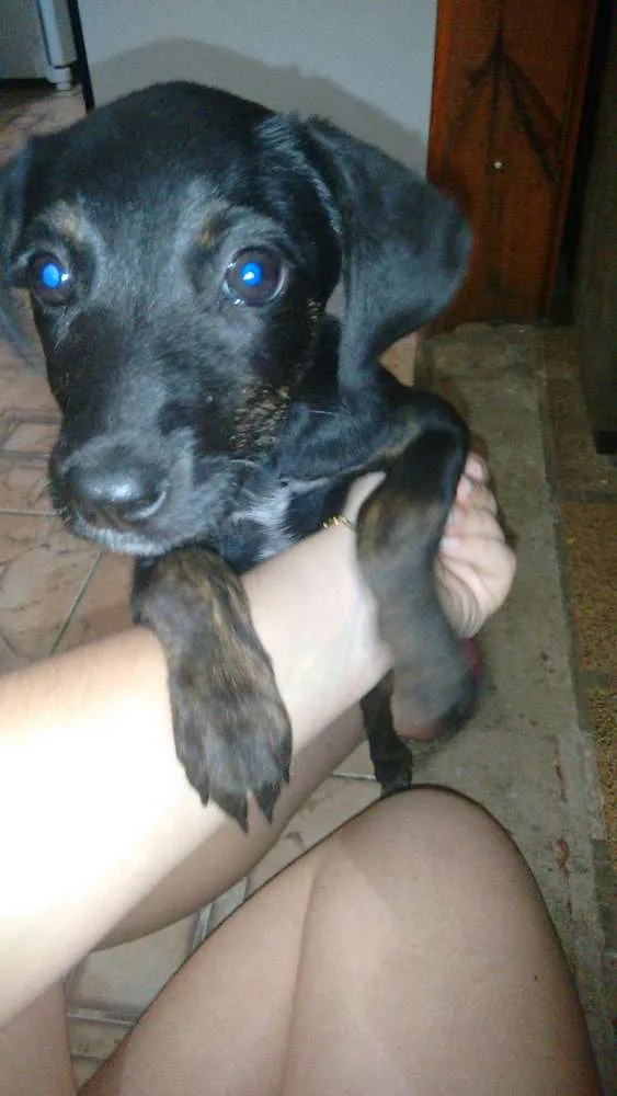 Cachorro ra a Vira-lata idade 2 a 6 meses nome Sem nome.