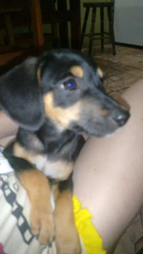 Cachorro ra a Vira-lata idade 2 a 6 meses nome Sem nome.