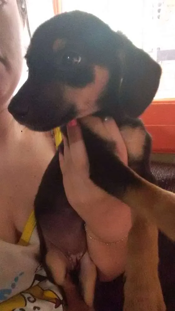 Cachorro ra a Vira-lata idade 2 a 6 meses nome Sem nome.