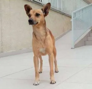 Cachorro raça srd idade 2 anos nome Milla