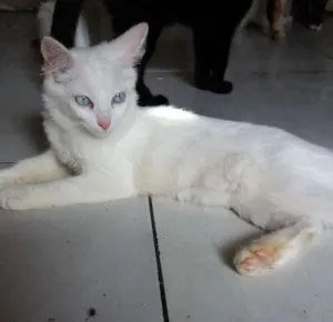Gato raça SRD idade 2 a 6 meses nome Sem nome