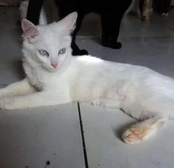 Gato ra a SRD idade 2 a 6 meses nome Sem nome