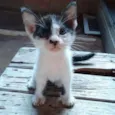 Oliver