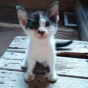Gato raça Sem raça definida idade Abaixo de 2 meses nome Oliver