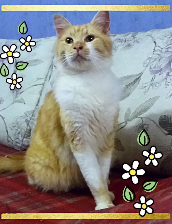 Gato ra a Srd idade 1 ano nome Jones 