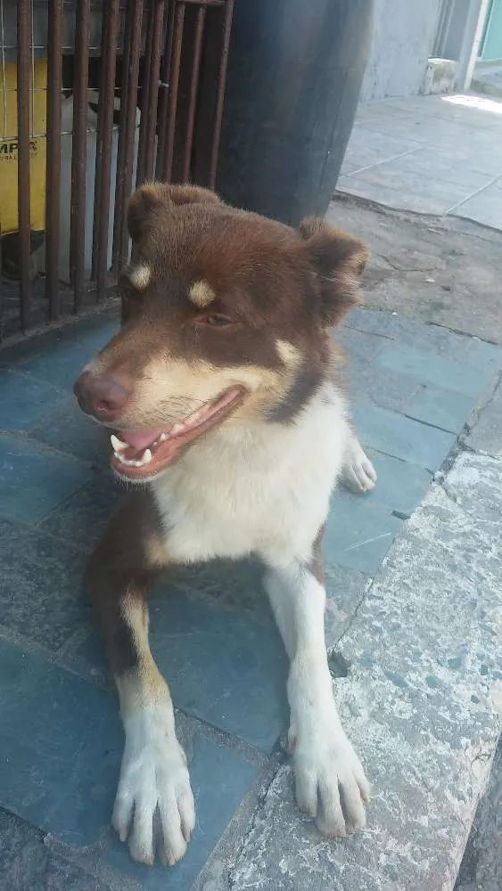 Cachorro ra a Srd idade 7 a 11 meses nome Nino