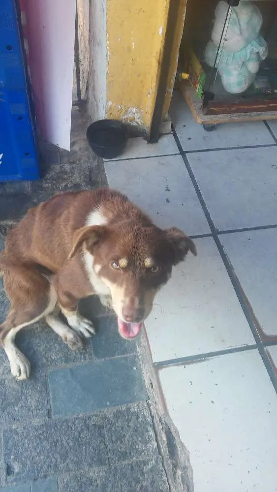 Cachorro ra a Srd idade 7 a 11 meses nome Nino