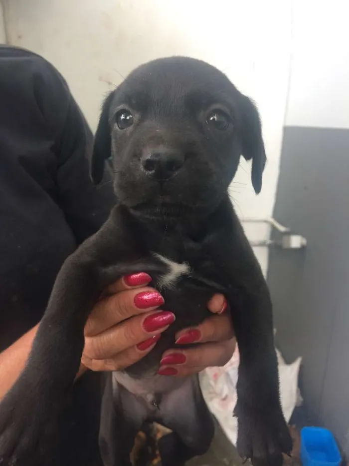 Cachorro ra a SRD idade Abaixo de 2 meses nome Adote