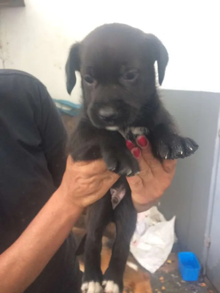 Cachorro ra a SRD idade Abaixo de 2 meses nome Adote