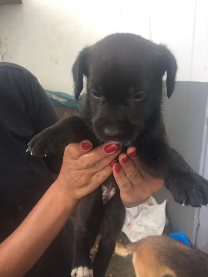 Cachorro ra a SRD idade Abaixo de 2 meses nome Adote