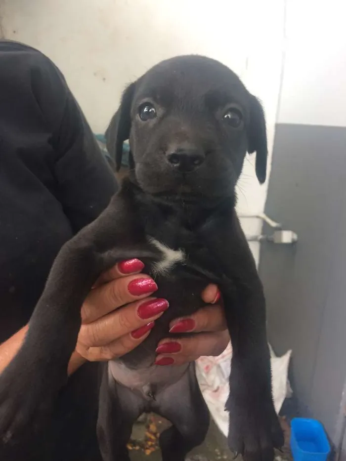 Cachorro ra a SRD idade Abaixo de 2 meses nome Adote