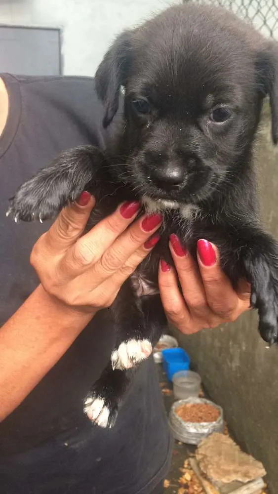 Cachorro ra a SRD idade Abaixo de 2 meses nome Adote