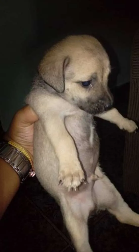 Cachorro ra a Mistura idade Abaixo de 2 meses nome Sem nome