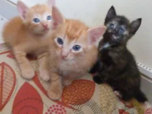 Gato raça  idade Abaixo de 2 meses nome sem nome