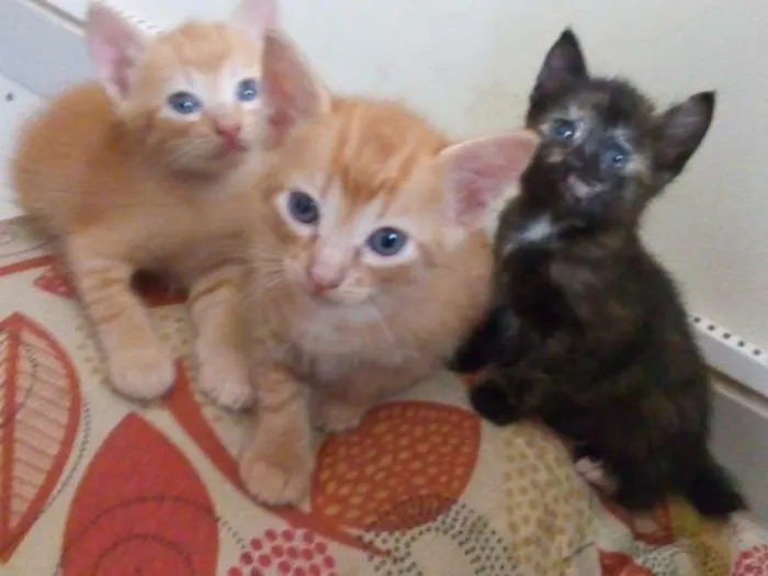 Gato ra a idade Abaixo de 2 meses nome sem nome