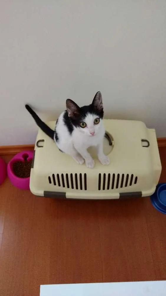 Gato ra a Srd idade 2 a 6 meses nome Cookie