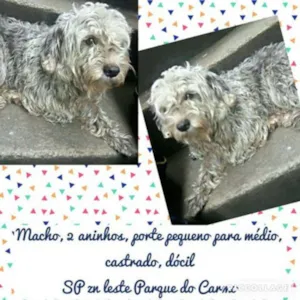 Cachorro raça Poodle idade 2 anos nome ADOTE
