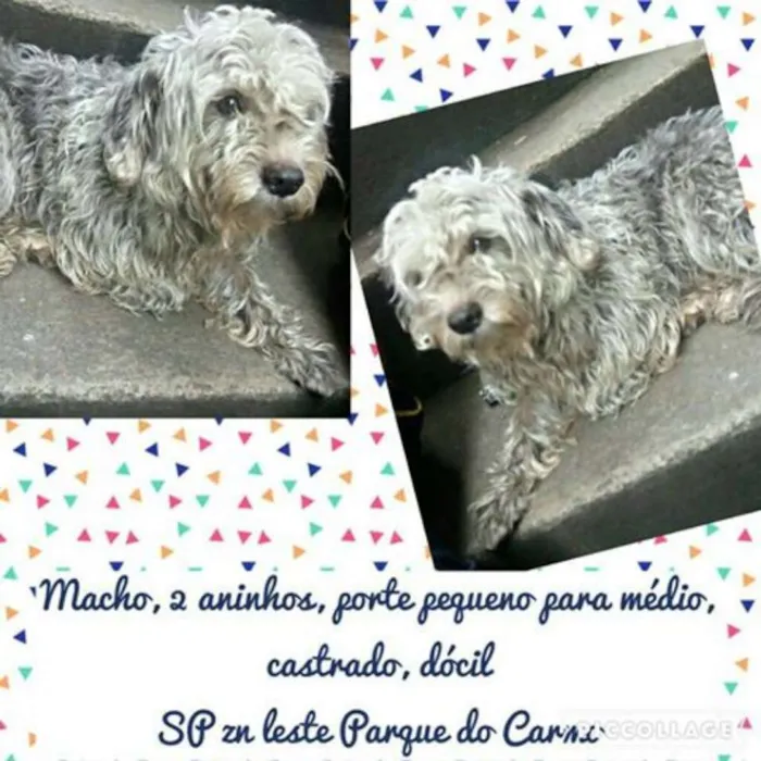 Cachorro ra a Poodle idade 2 anos nome ADOTE