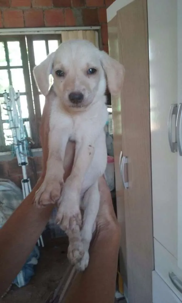 Cachorro ra a Vira lata idade 2 a 6 meses nome Sem nome 