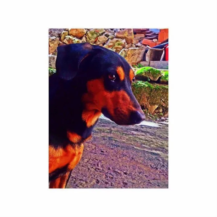 Cachorro raça Bassê  idade 4 anos nome Tunico 