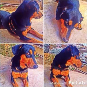 Cachorro raça Bassê  idade 4 anos nome Tunico 