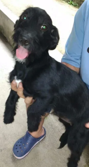 Cachorro raça Mix de Lhasa apso idade 2 a 6 meses nome Filhote