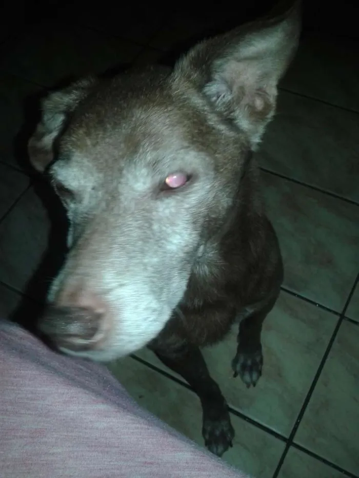 Cachorro ra a Sem raça definida idade 6 ou mais anos nome Lourinho